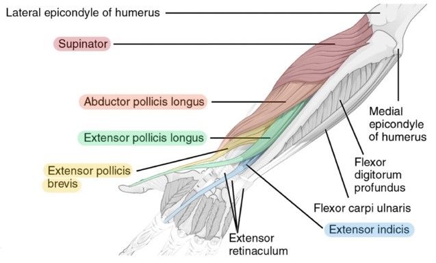 Posterior Deep Muscles of the Forearm Labelled Diagram SimpleMed