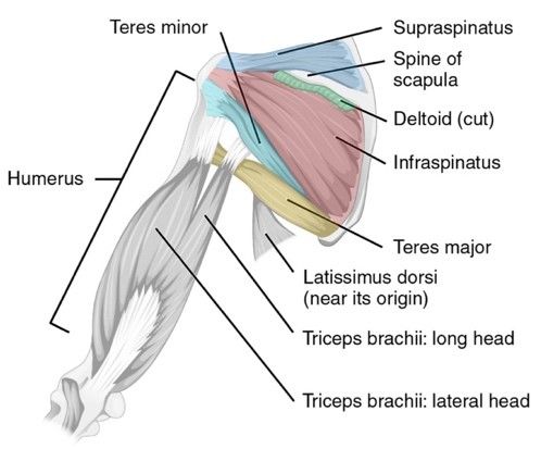 Posterior Intrinsic Shoulder Muscles SimpleMed