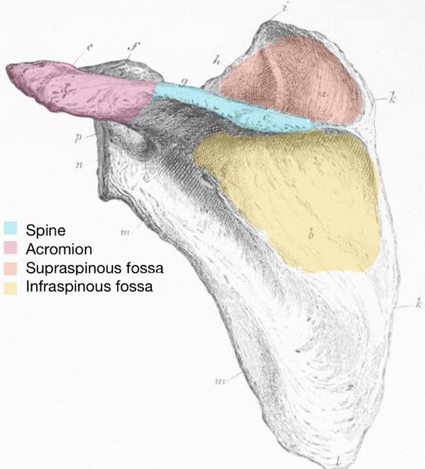 Posterior Scapula Labelled Diagram SimpleMed