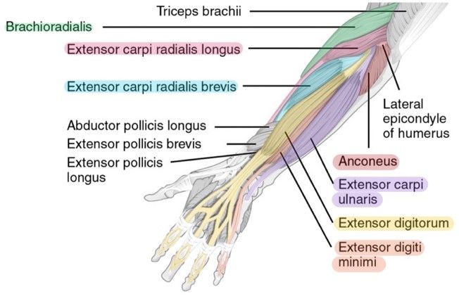 Posterior Superficial Muscles of the Forearm Labelled Diagram SimpleMed