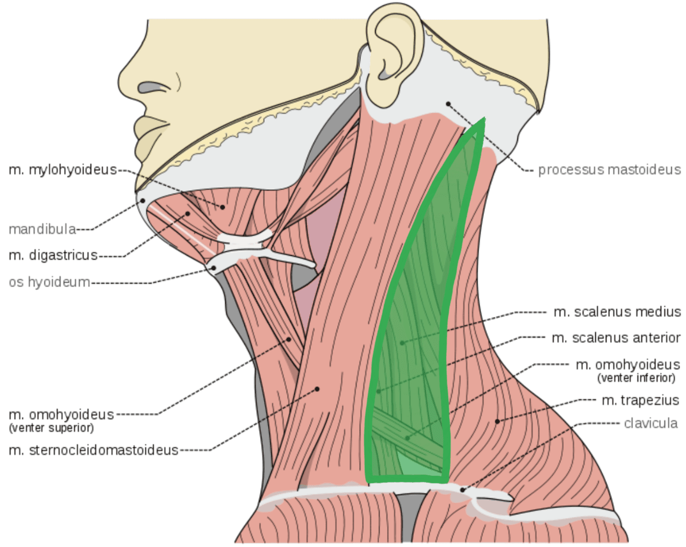 Posterior Triangle of the Neck SimpleMed