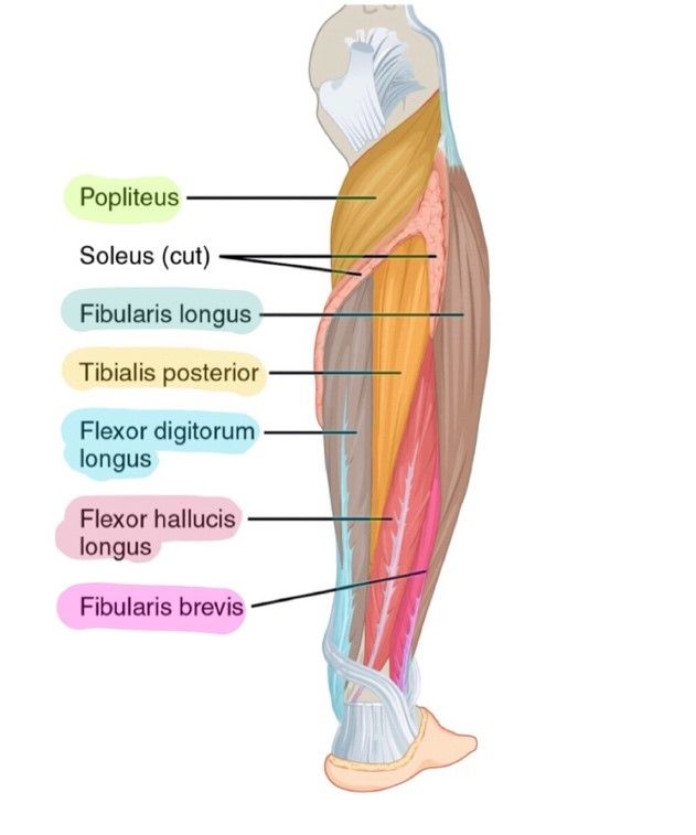 Posterior and Lateral Leg Muscles Labelled Diagram SimpleMed