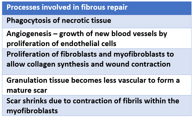 Processes in Fibrosus Repair SimpleMed
