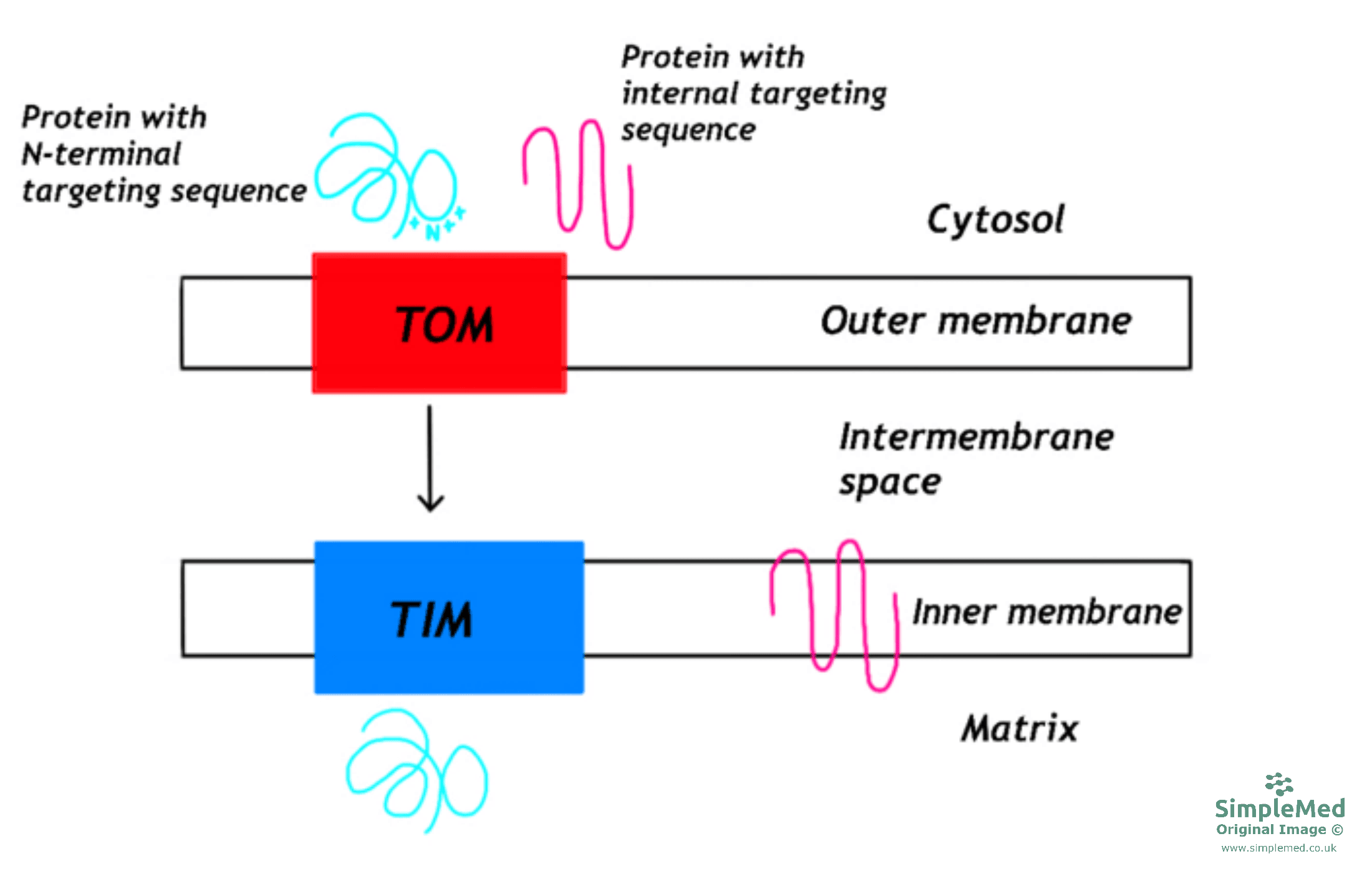 Protein Targeting to the Mitochondria Diagram SimpleMed
