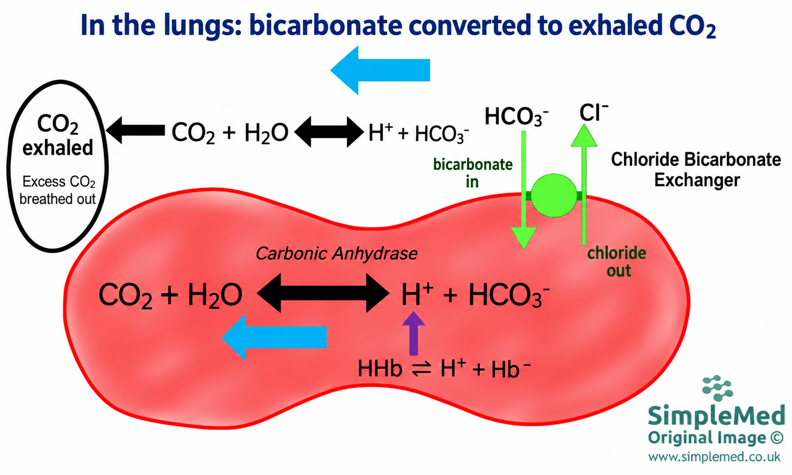 Pulmonary Carbon Dioxide Unloading In pulmonary capillaries bicarbonate enters red cells as chloride leaves. Haemoglobin releases hydrogen ions; bicarbonate is converted to carbon dioxide for expiration.