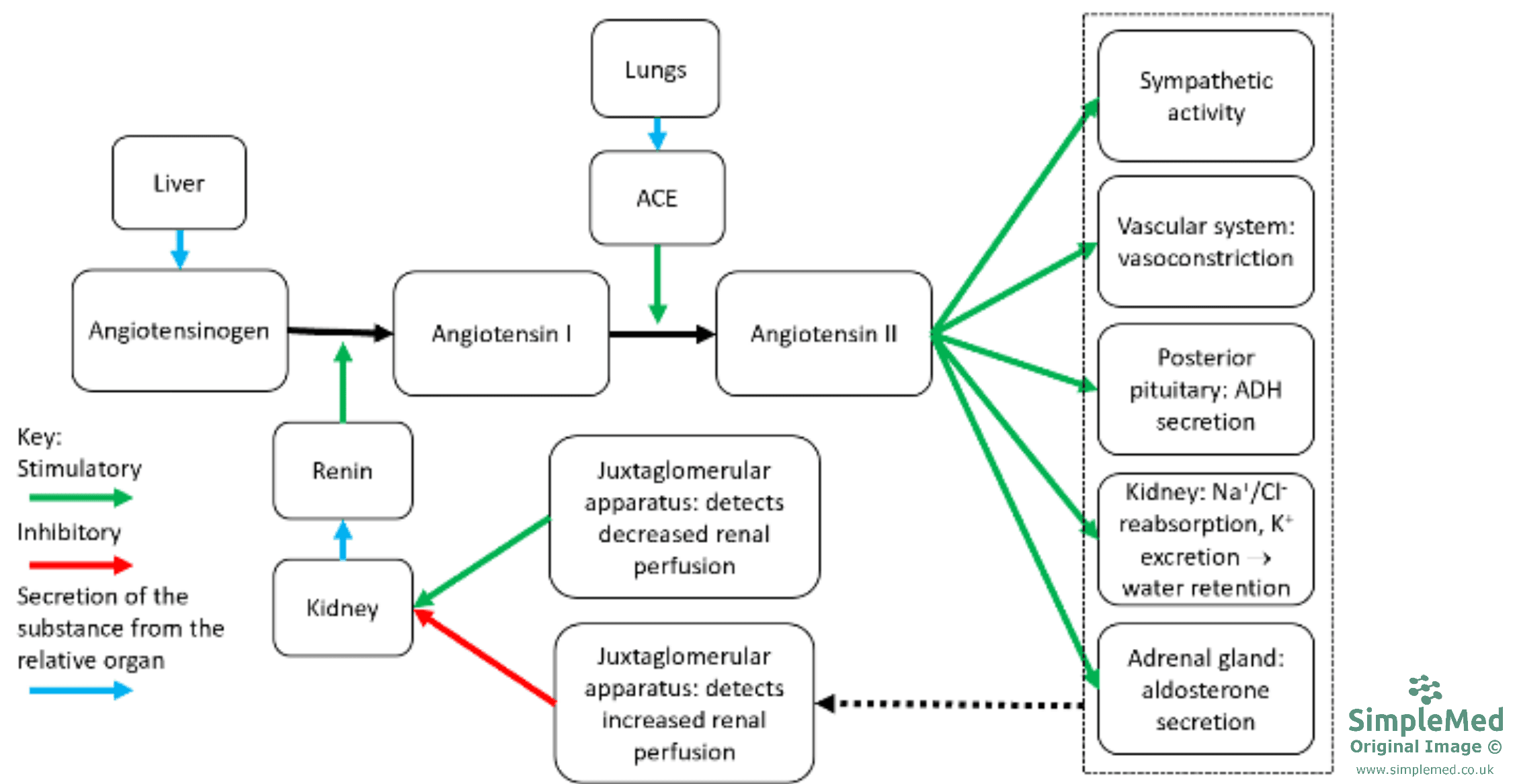 Overview of the Renin Angiotensin Aldosterone System SimpleMed