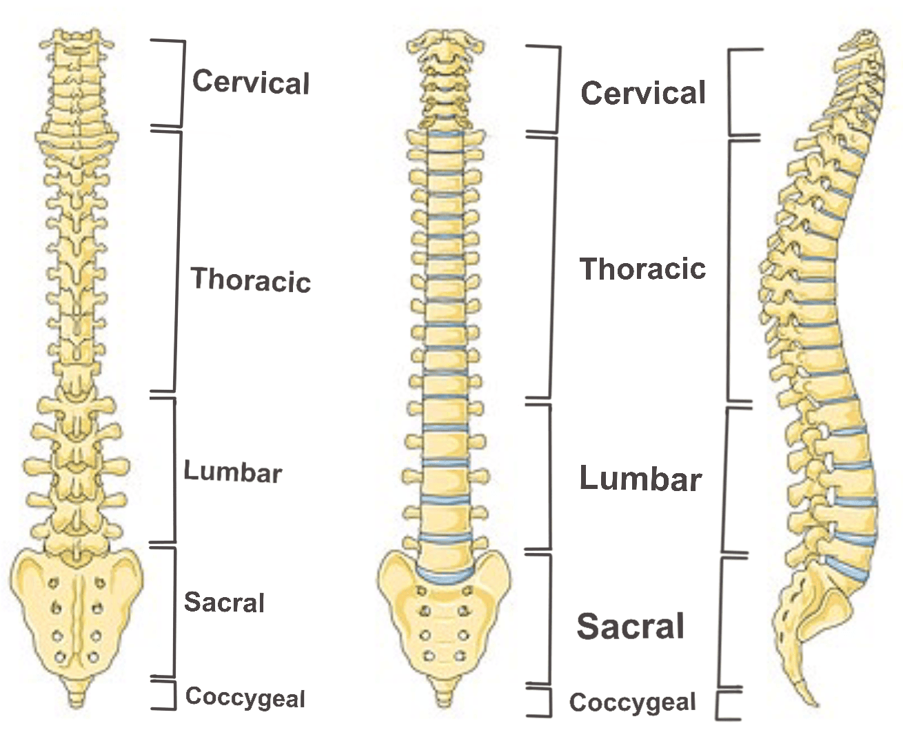 Regions of the Spine SimpleMed