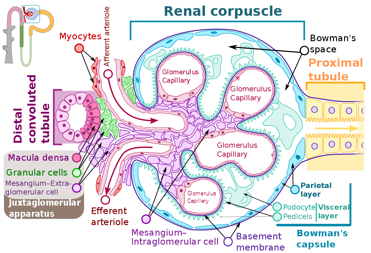 Renal Corpuscle SimpleMed