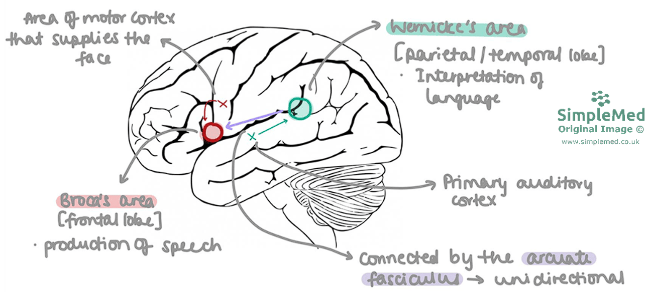 Pathway for Repeating a Heard Word SimpleMed