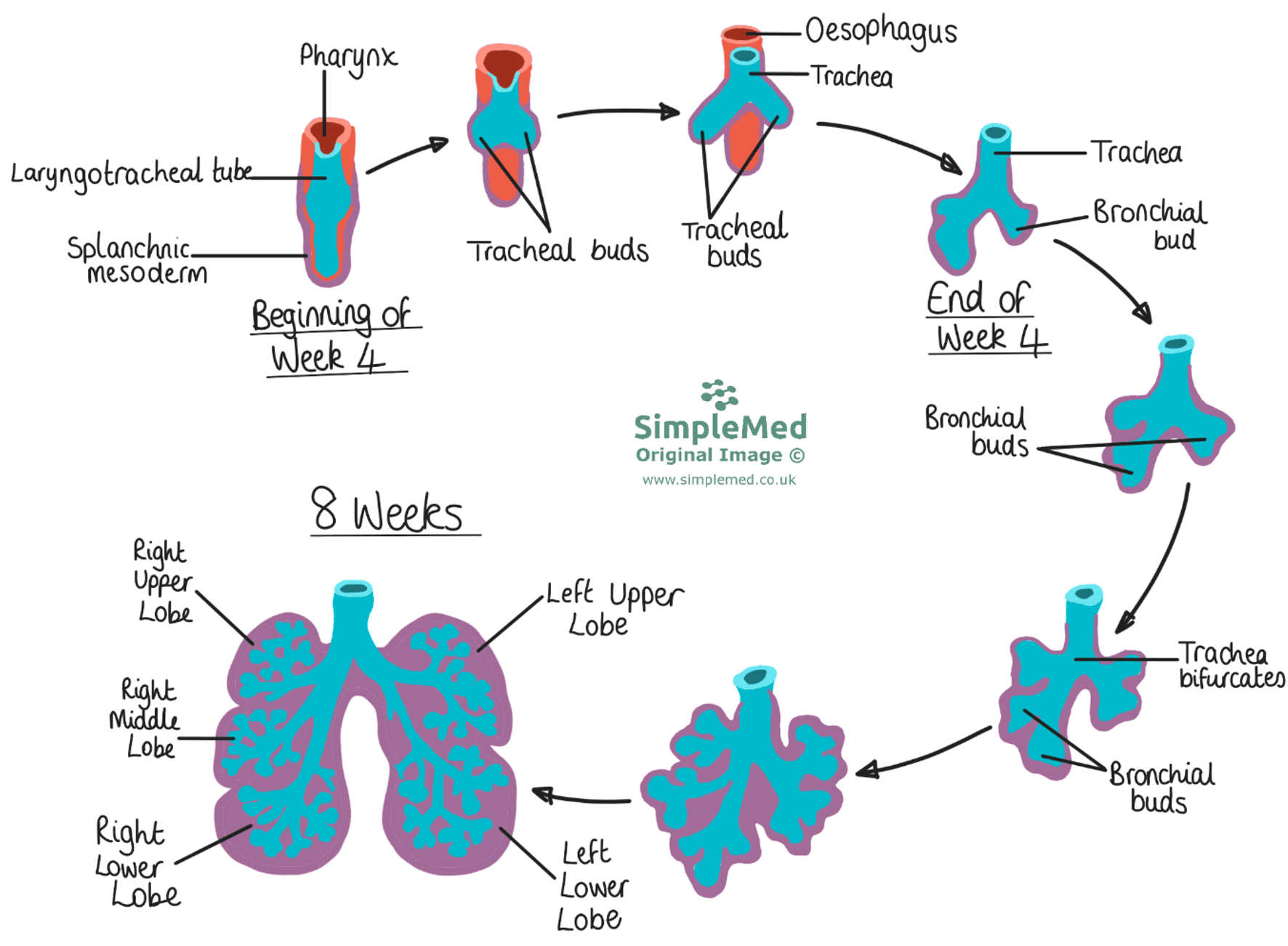 Anatomical Development of the Respiratory Tract SimpleMed