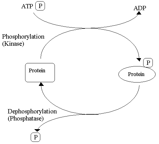 Phosphorylation Reversible Reaction SimpleMed