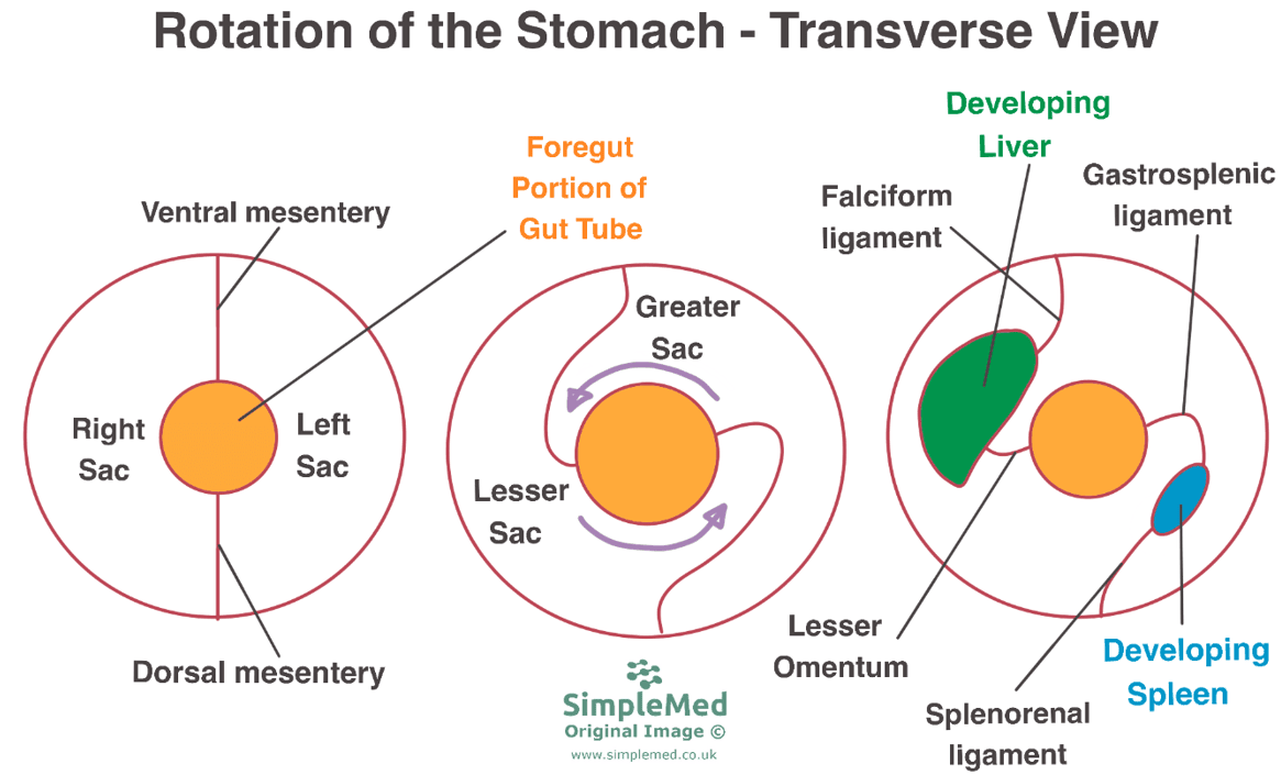 Rotation of the Stomach During Embryonic Development SimpleMed