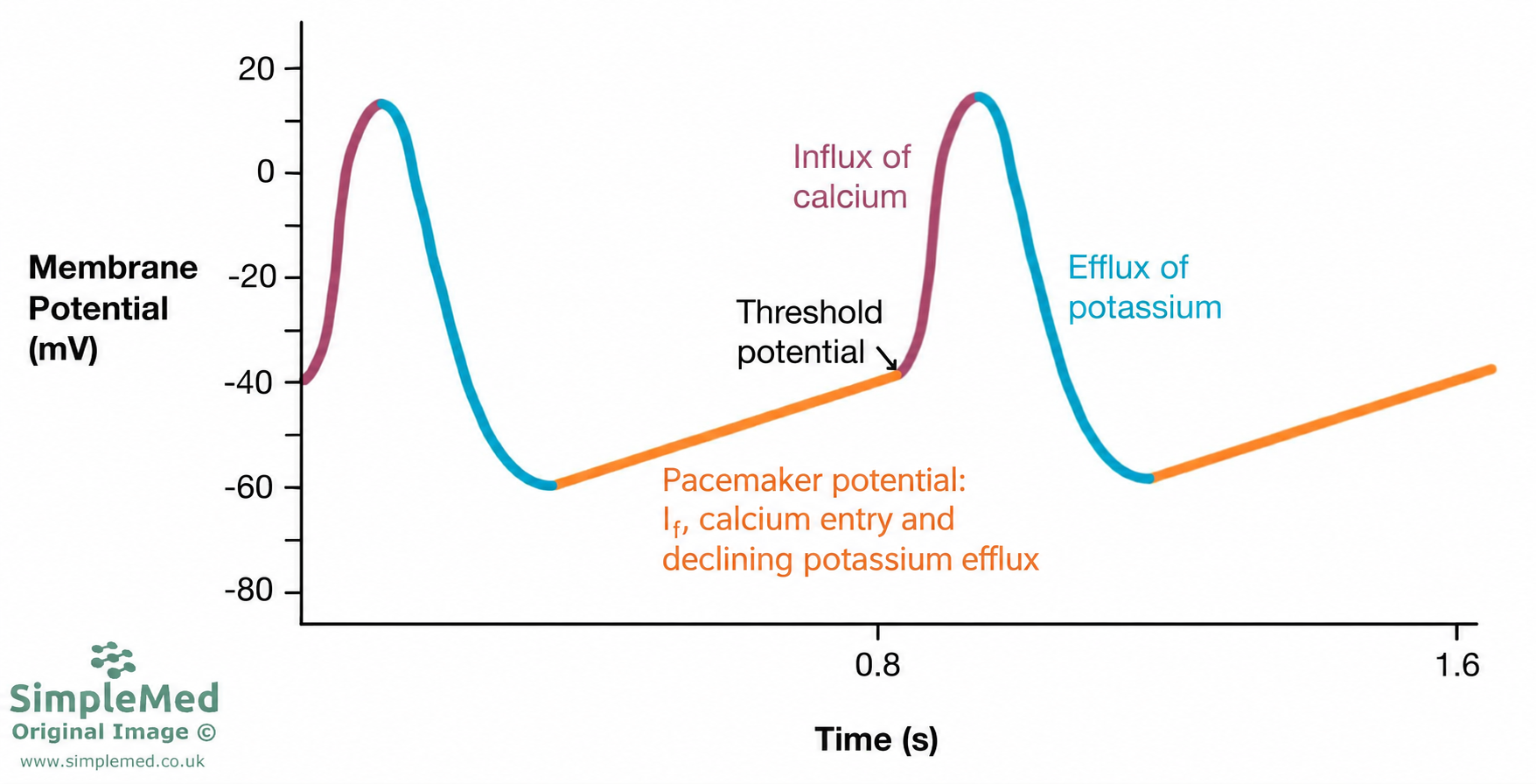 Sinoatrial node action potential and pacemaker currents