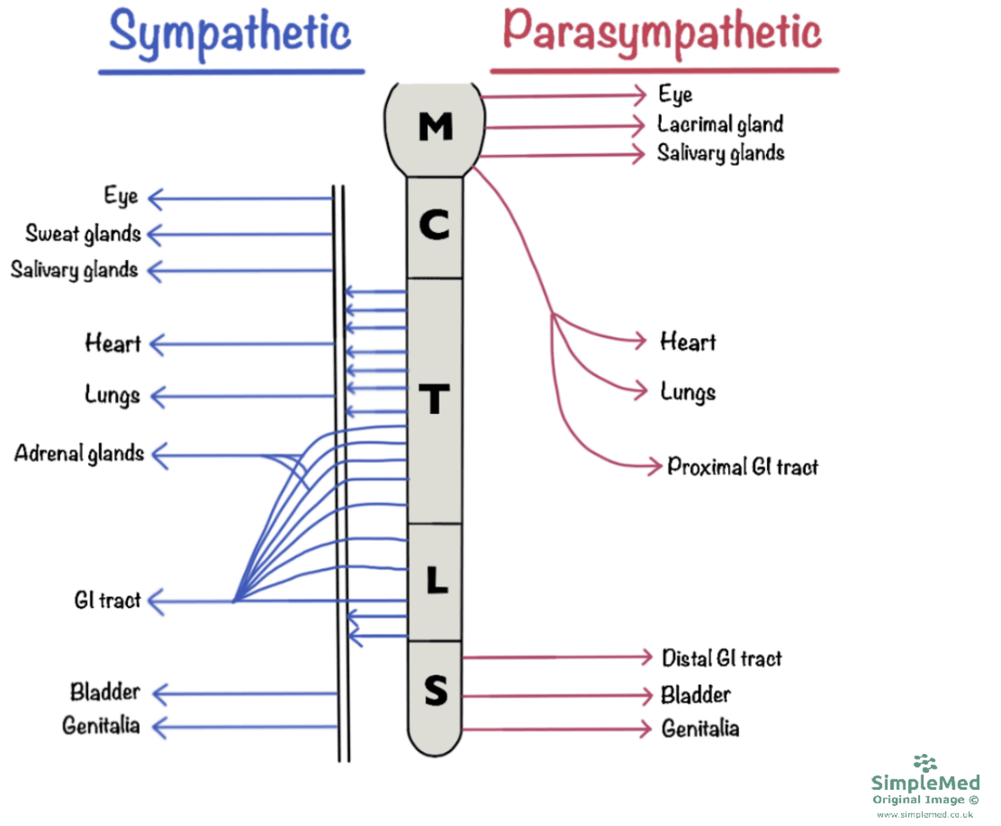 14 Autonomic Nervous System Introduction SimpleMed Learning 