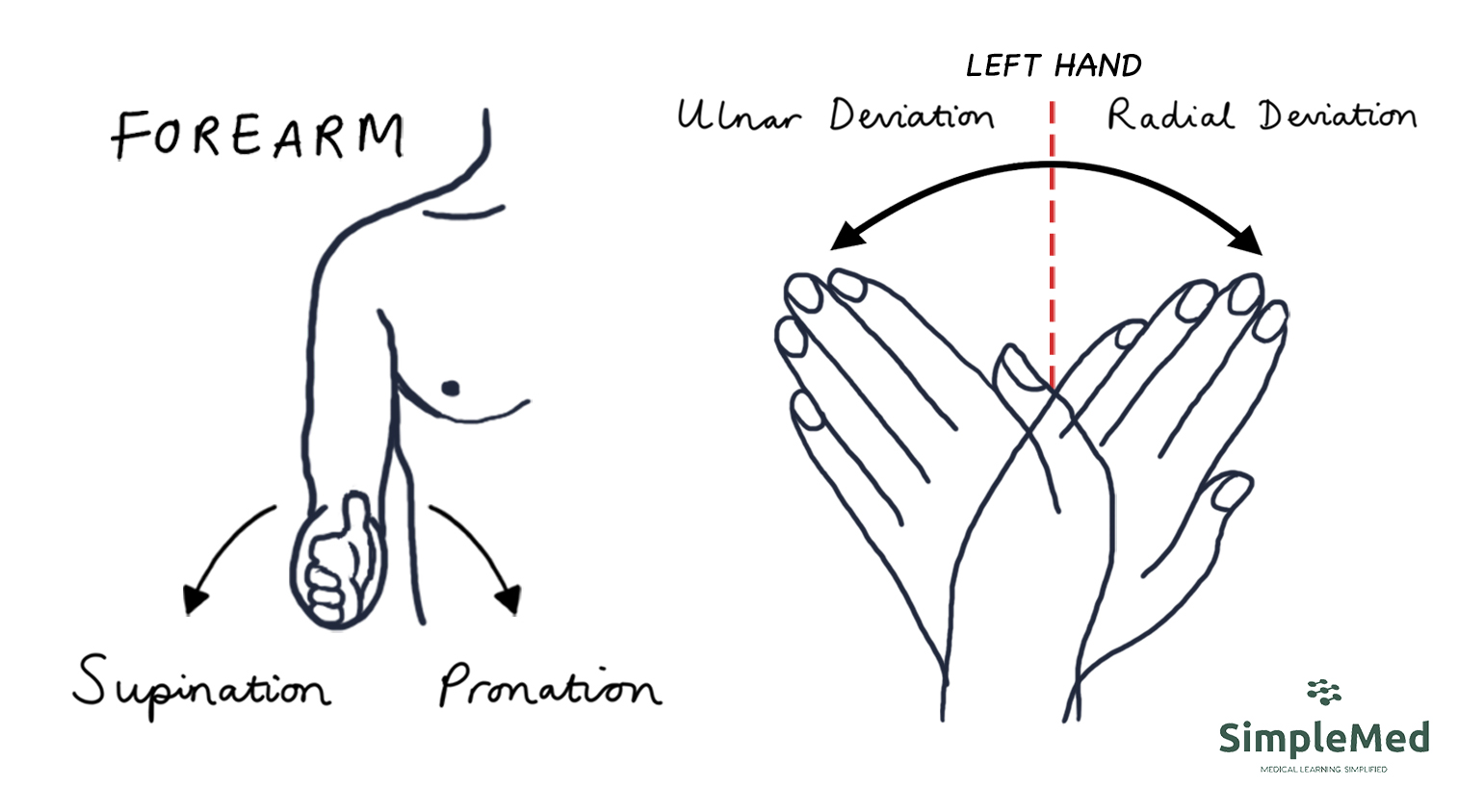 Supination and Pronation of Forearm and Ulnar and Radial Deviation
