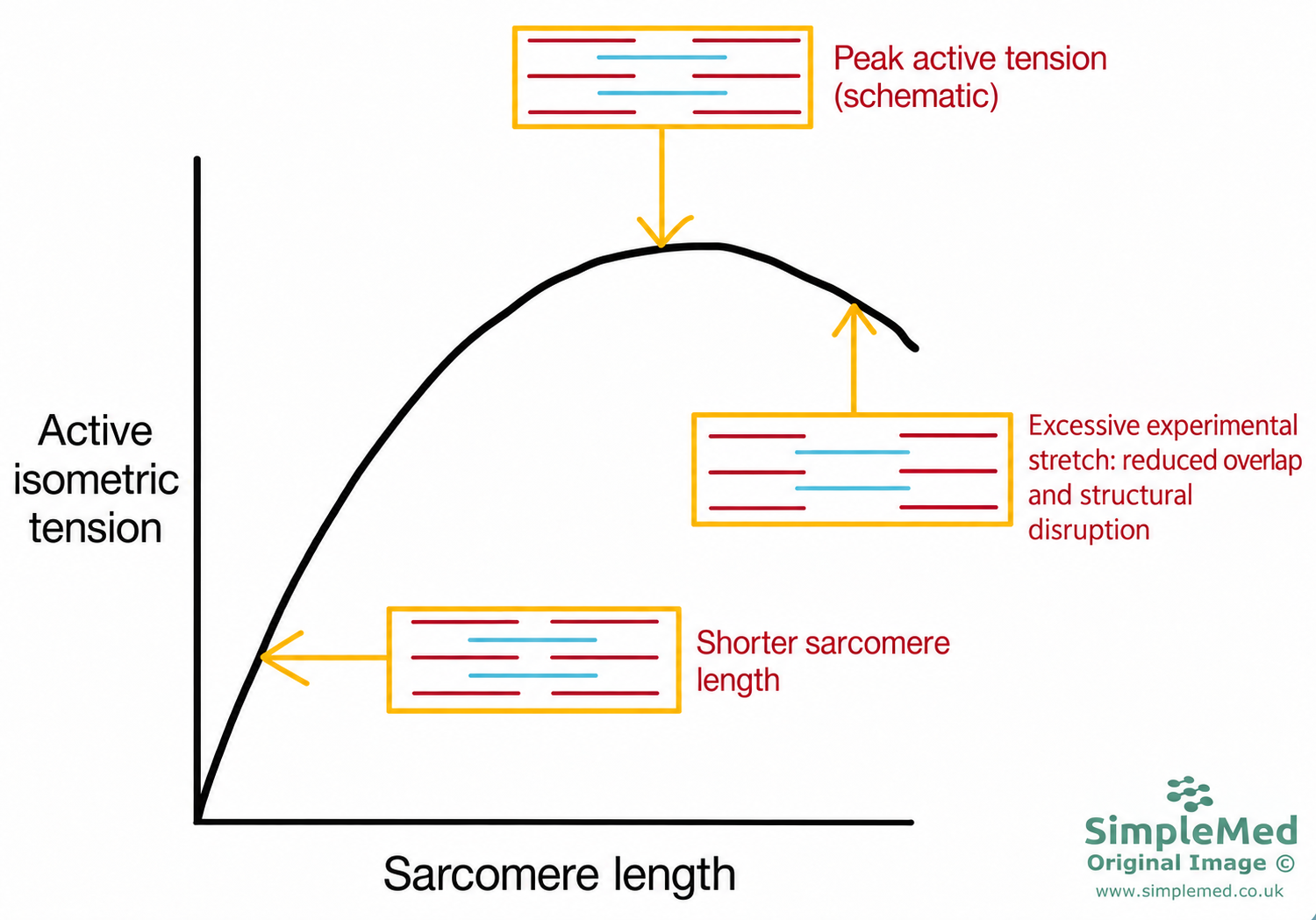 Schematic muscle sarcomere length-tension relationship Schematic muscle sarcomere length-tension relationship