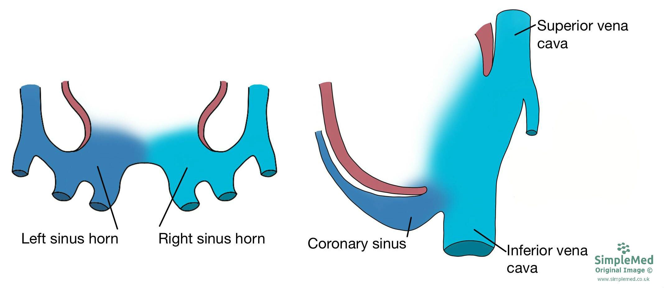 Sinus Horns Embryology SimpleMed