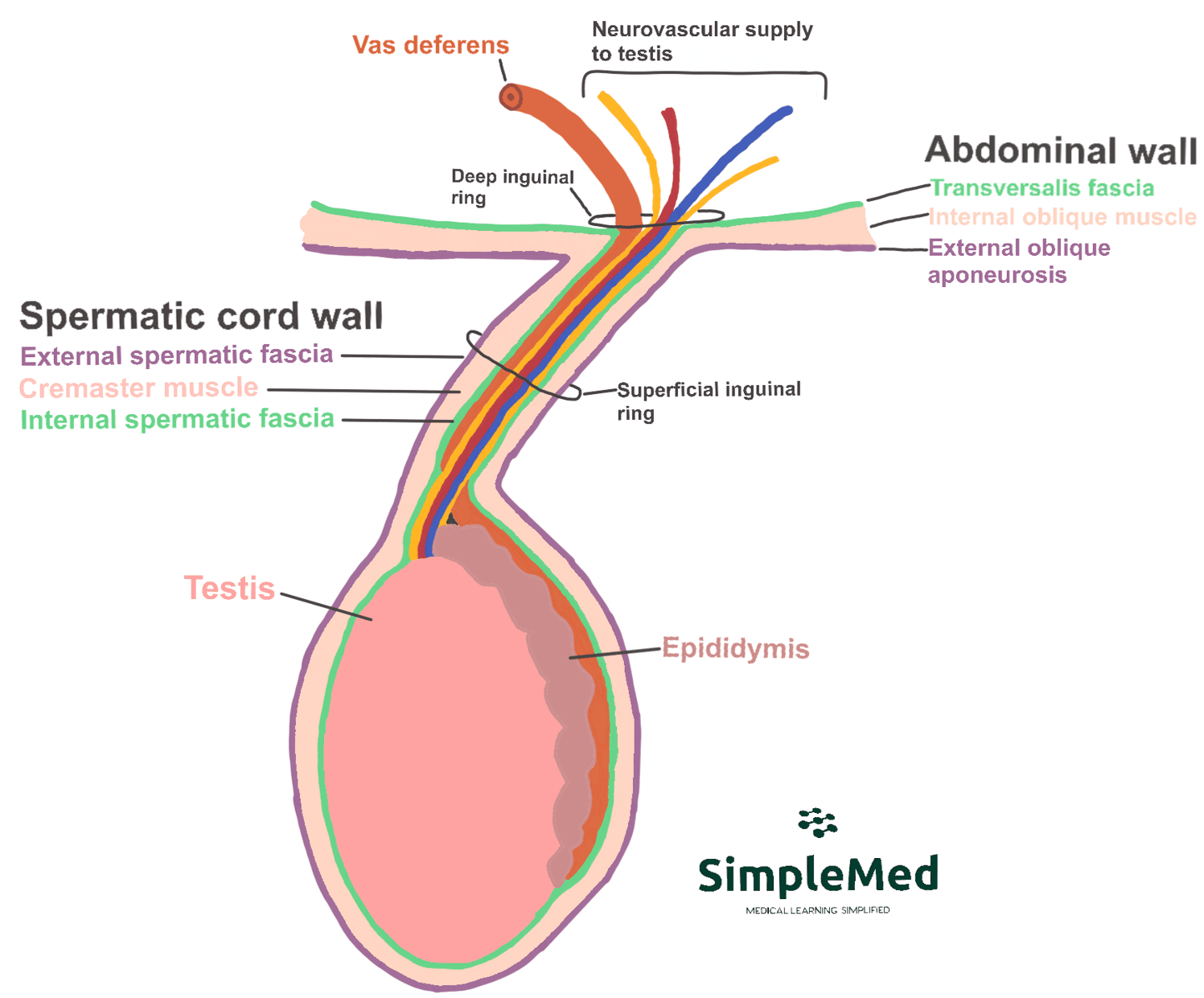 Spermatic Cord Structure SimpleMed