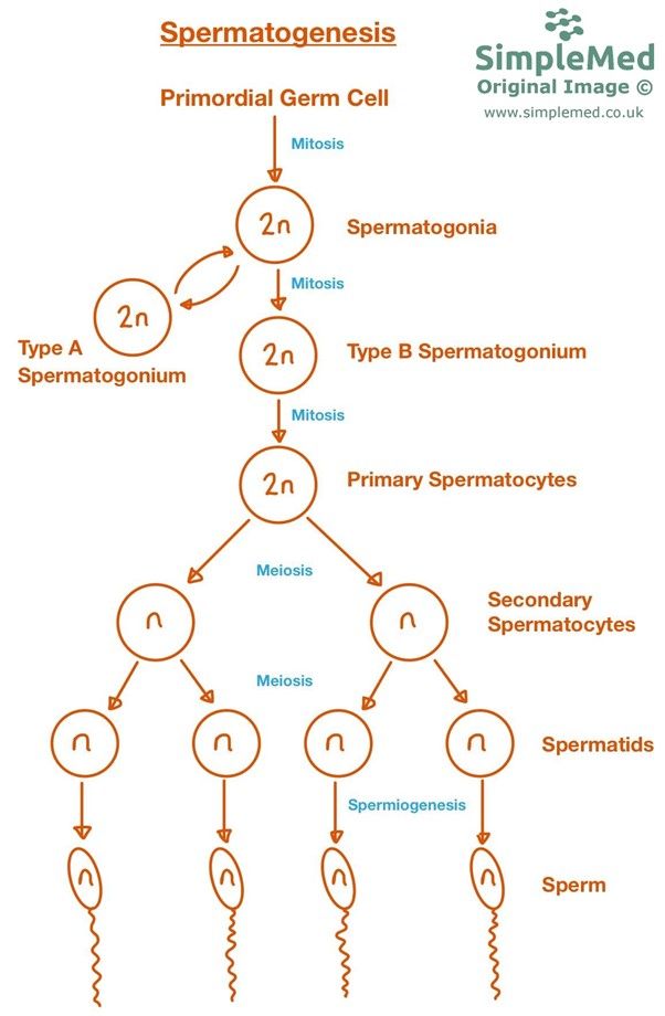 Spermatogenesis and Spermiogenesis SimpleMed