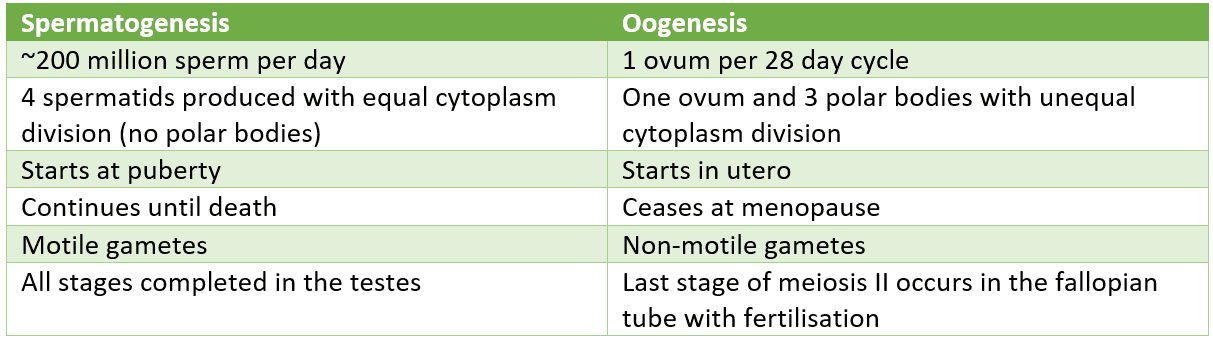 Differences Between Spermatogenesis and Oogenesis SimpleMed