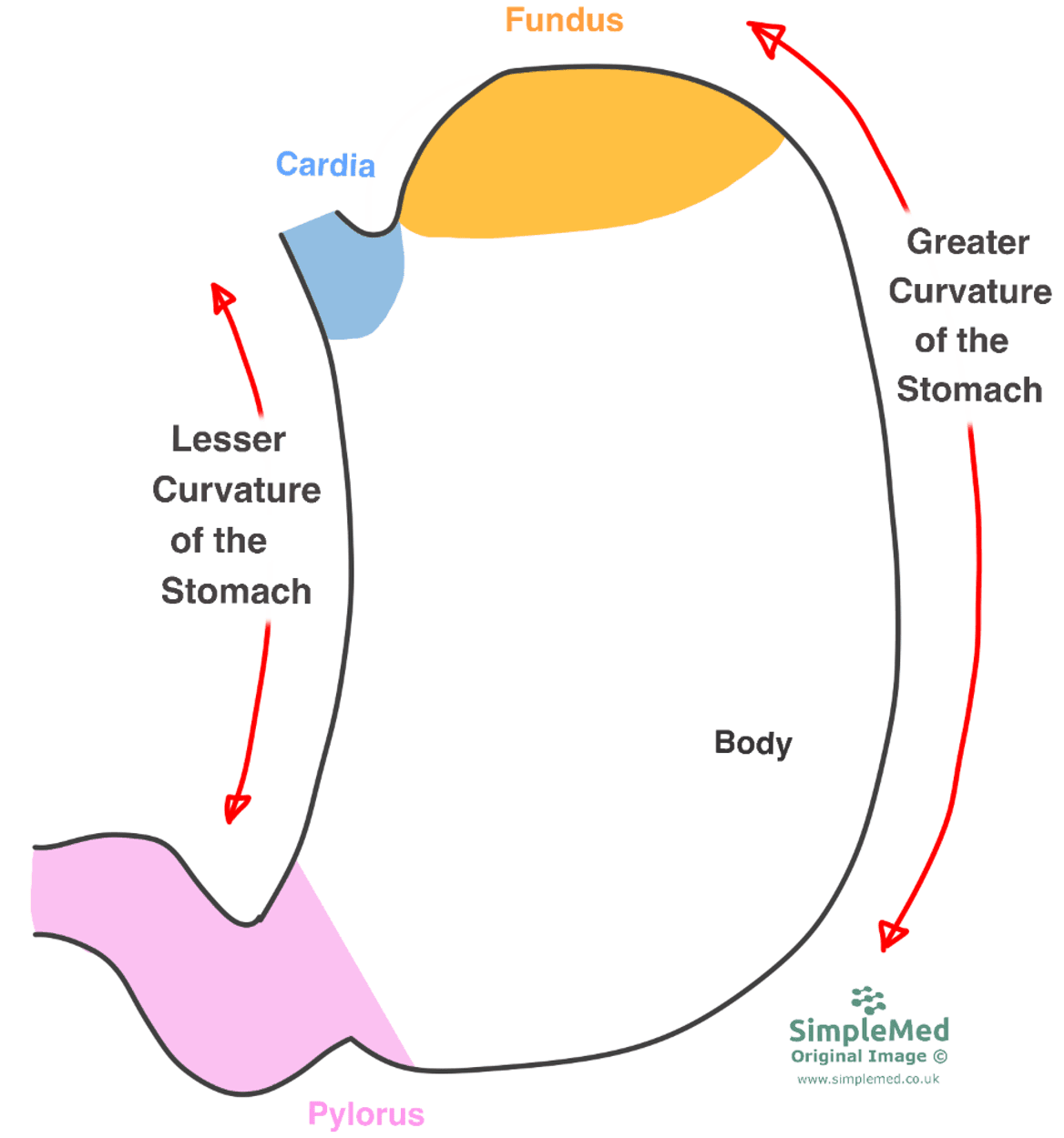 Regions and Curves of the Stomach SimpleMed