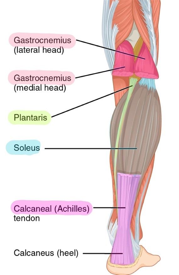 Leg Muscle Diagram / Diagram Illustrating Muscle Groups On Back Of