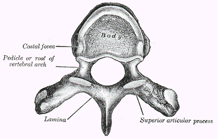 Superior View of Thoracic Vertebrae SimpleMed