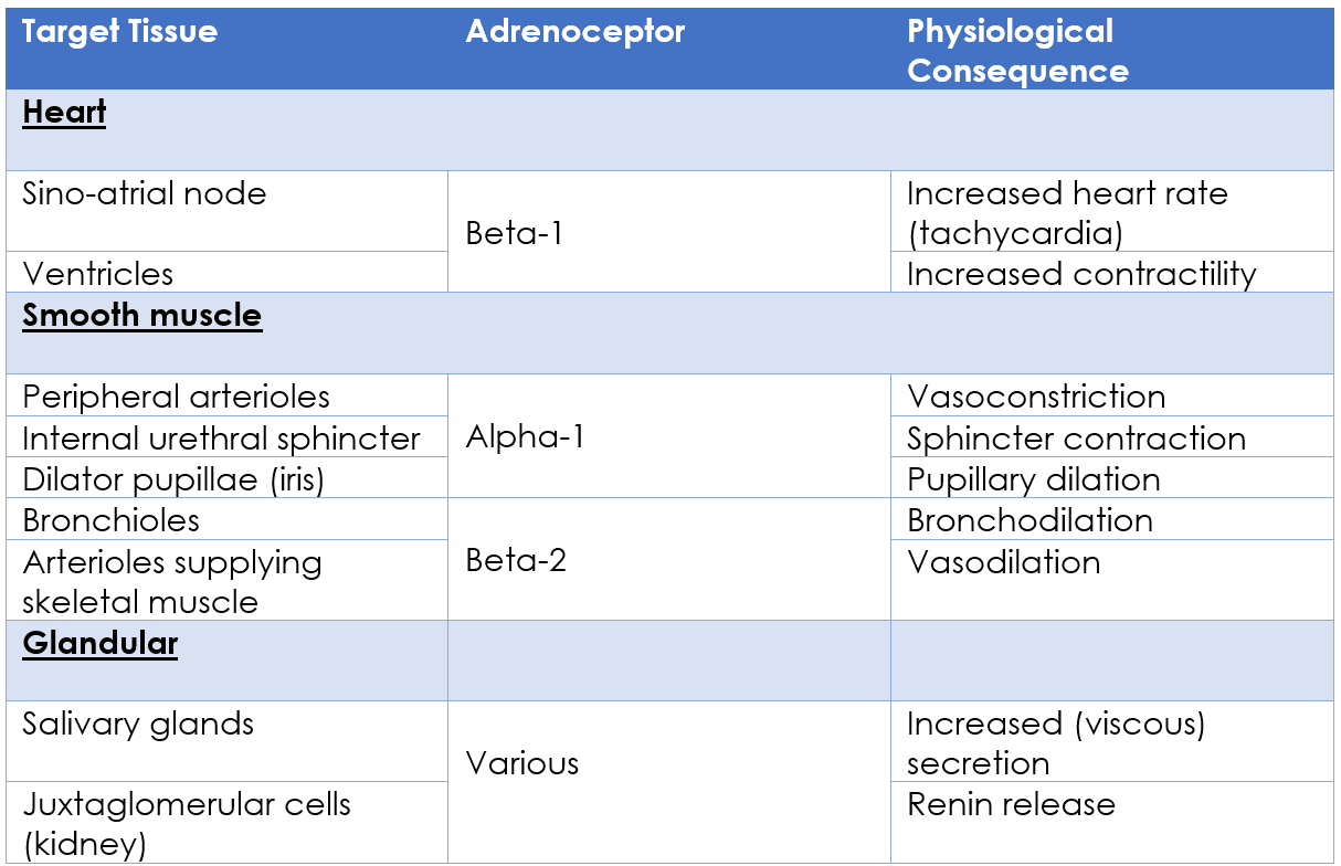 Physiological Actions of the Sympathetic Nervous System SimpleMed