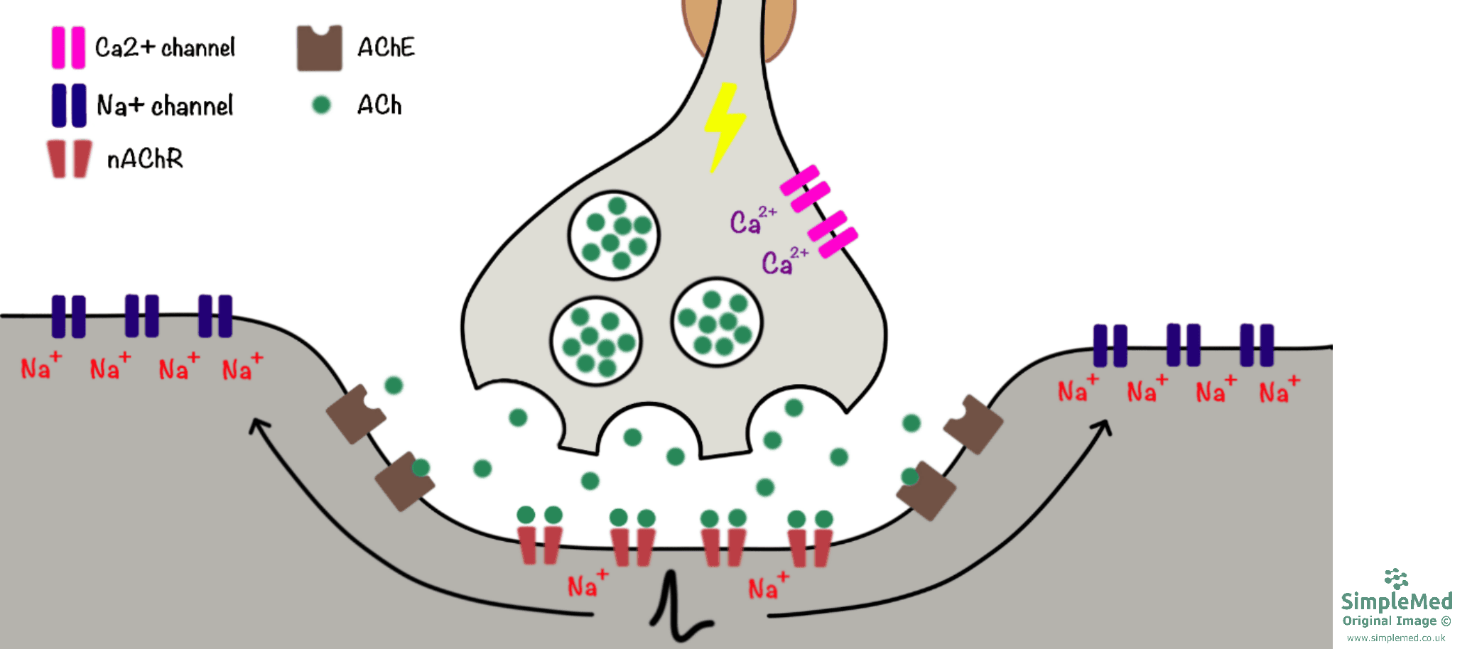 Synaptic Transmission at the Neuromuscular Junction Diagram SimpleMed