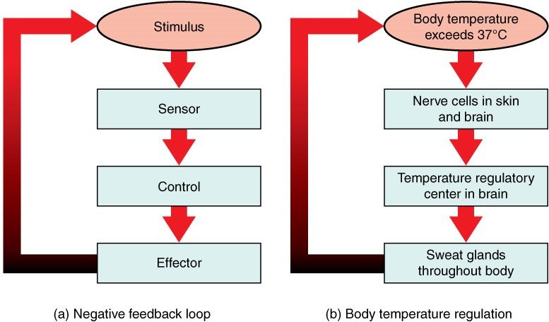 Another Word For Negative Feedback Loop