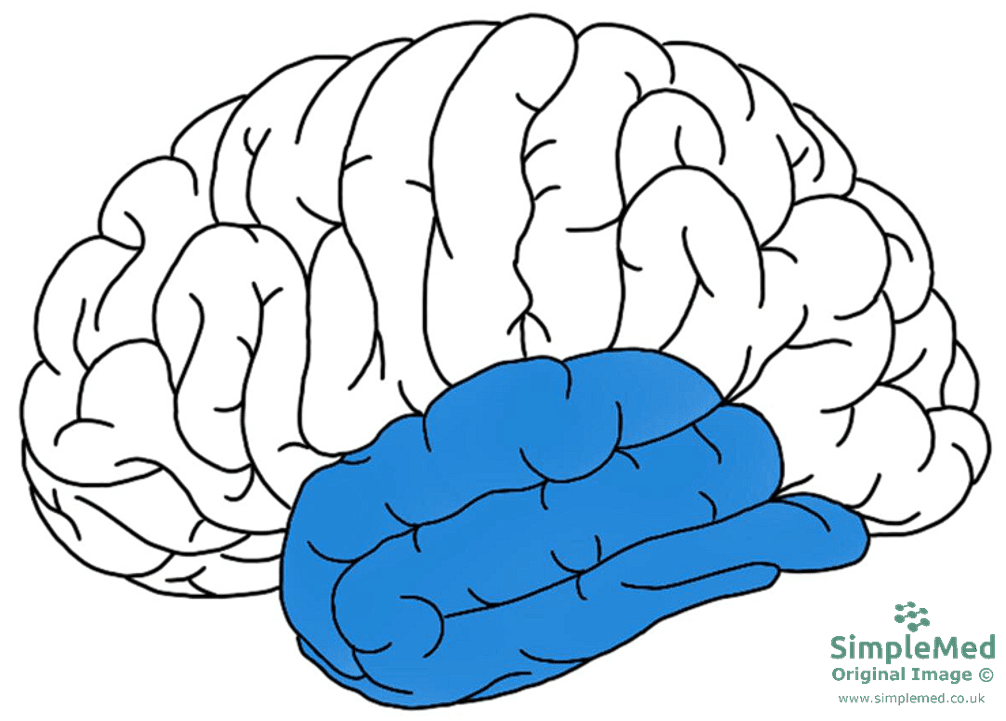 The Temporal Lobe SimpleMed