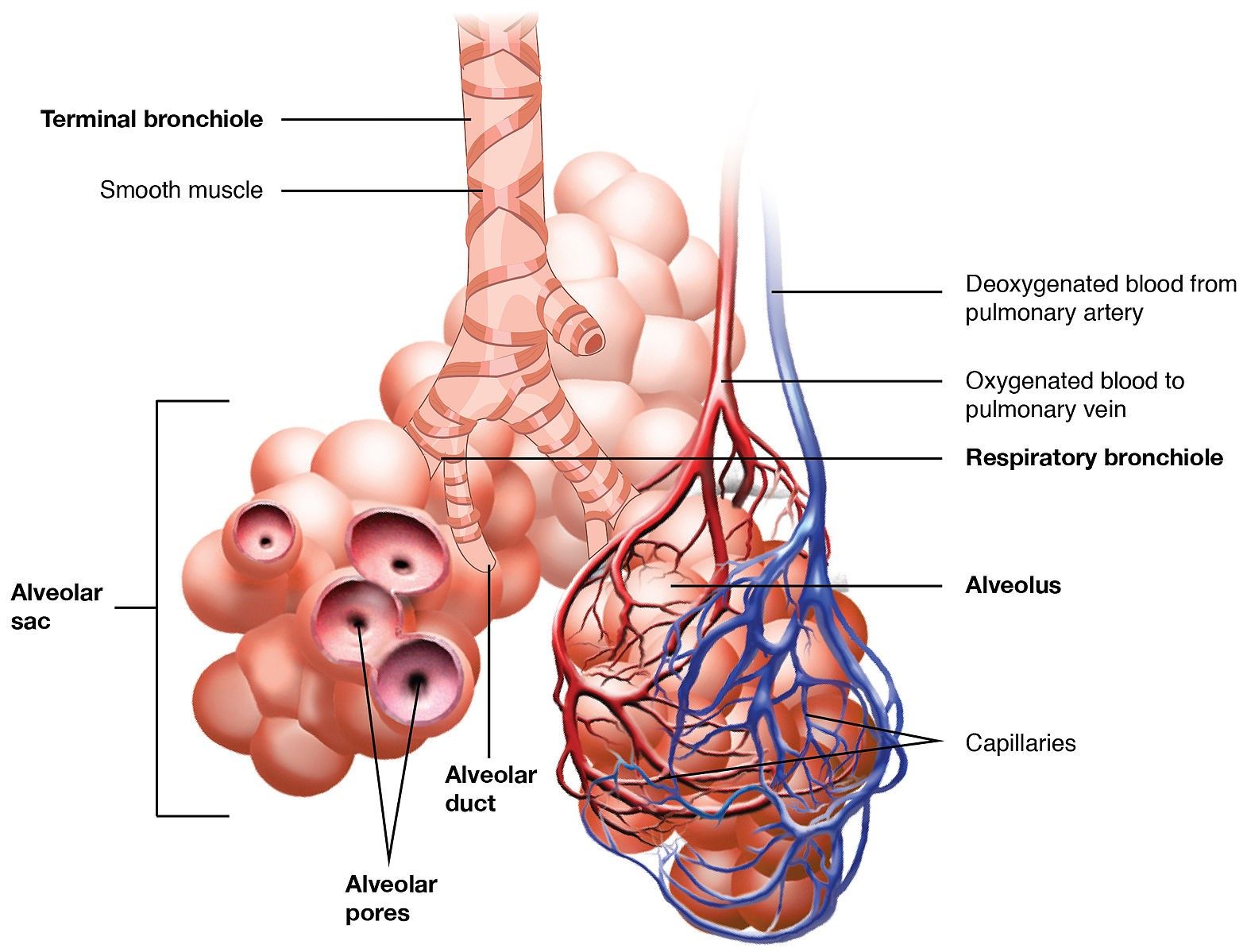 The Respiratory Tract from the Bronchioles to the Alveoli SimpleMed