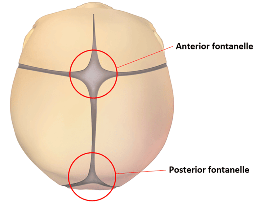 Anterior and Posterior Fontanelles SimpleMed