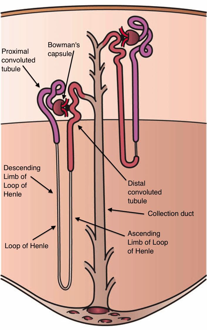 The Kidney Nephron SimpleMed