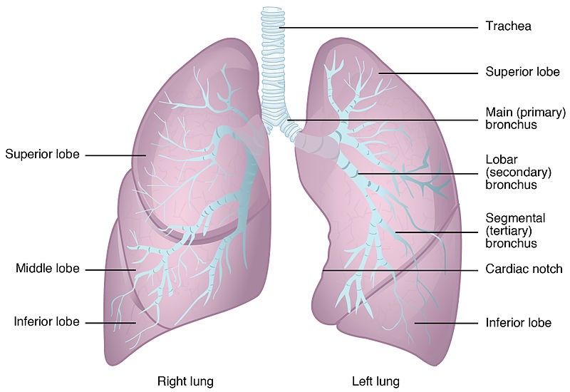 The Lobes and Anatomy of the Lungs SimpleMed