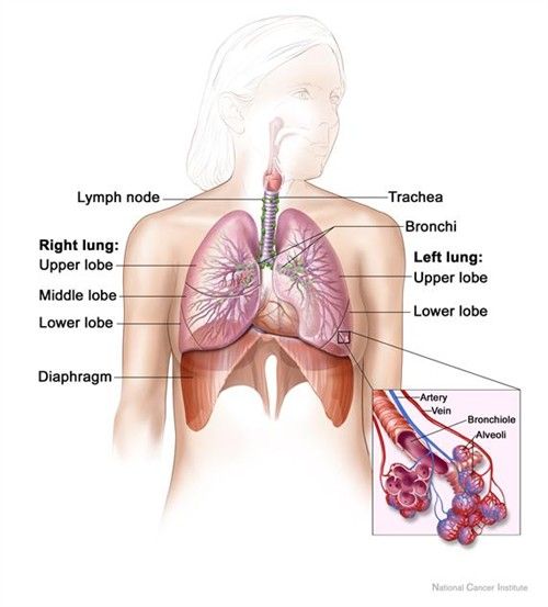 The Lungs and The Diaphragm SimpleMed