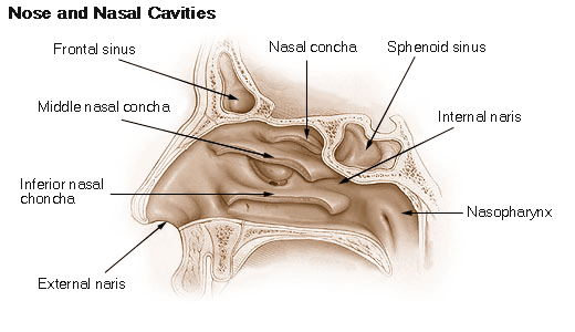 The Nasal Cavity and Conchae SimpleMed
