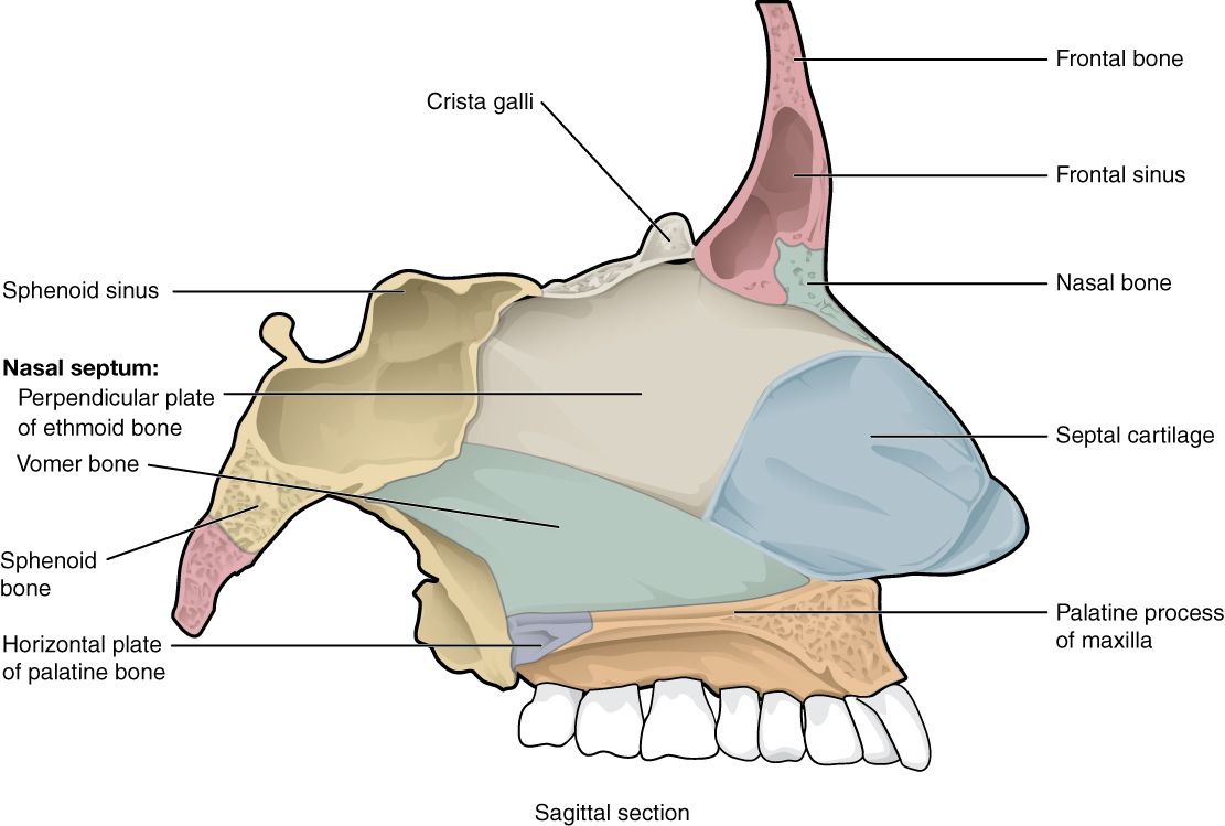 The Nasal Septum SimpleMed