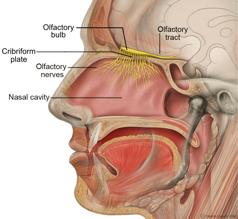 The Olfactory Nerve SimpleMed