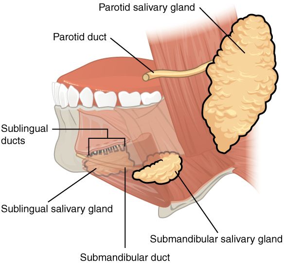 Anatomy of the Salivary Glands SimpleMed