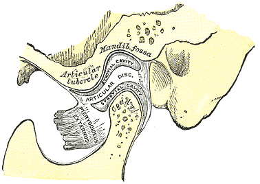 The Temporomandibular Joint SimpleMed