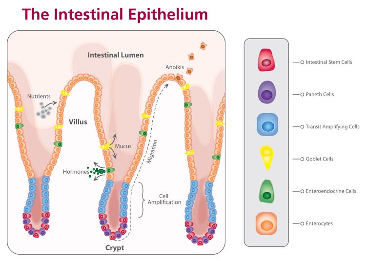Intestinal Epithelium Stem Cells SimpleMed