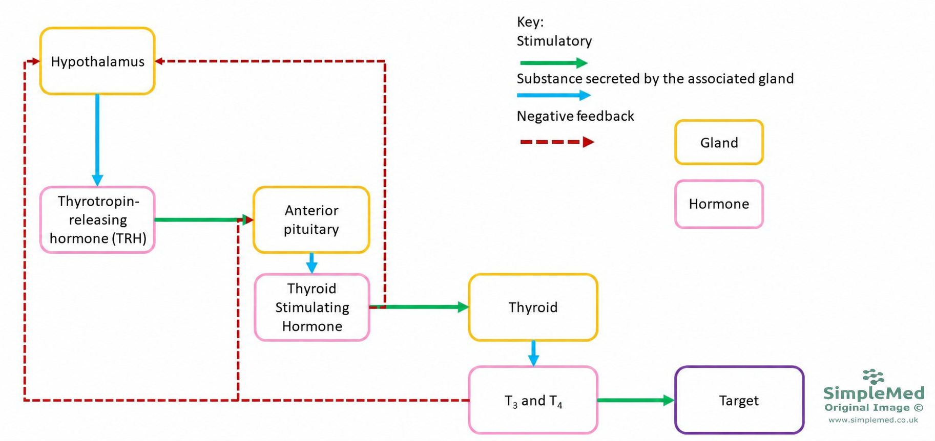 Hypothalamic-pituitary-thyroid axis showing TRH, TSH, T3 and T4, stimulation and negative feedback