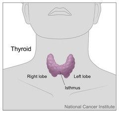 Thyroid anatomy SimpleMed