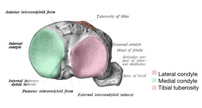 Tibia Diagram Labelled SimpleMed