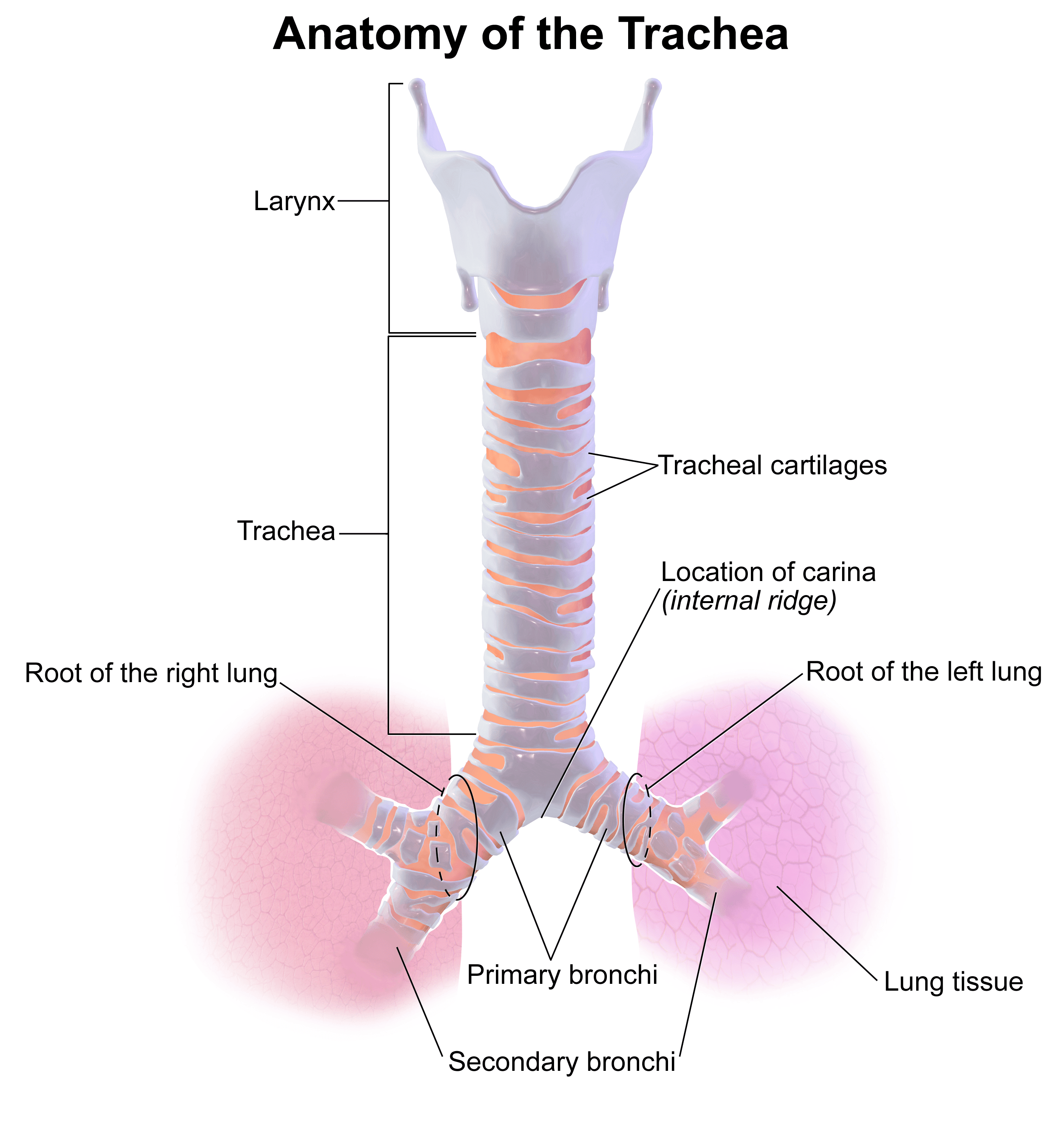 The Anatomy of the Trachea SimpleMed