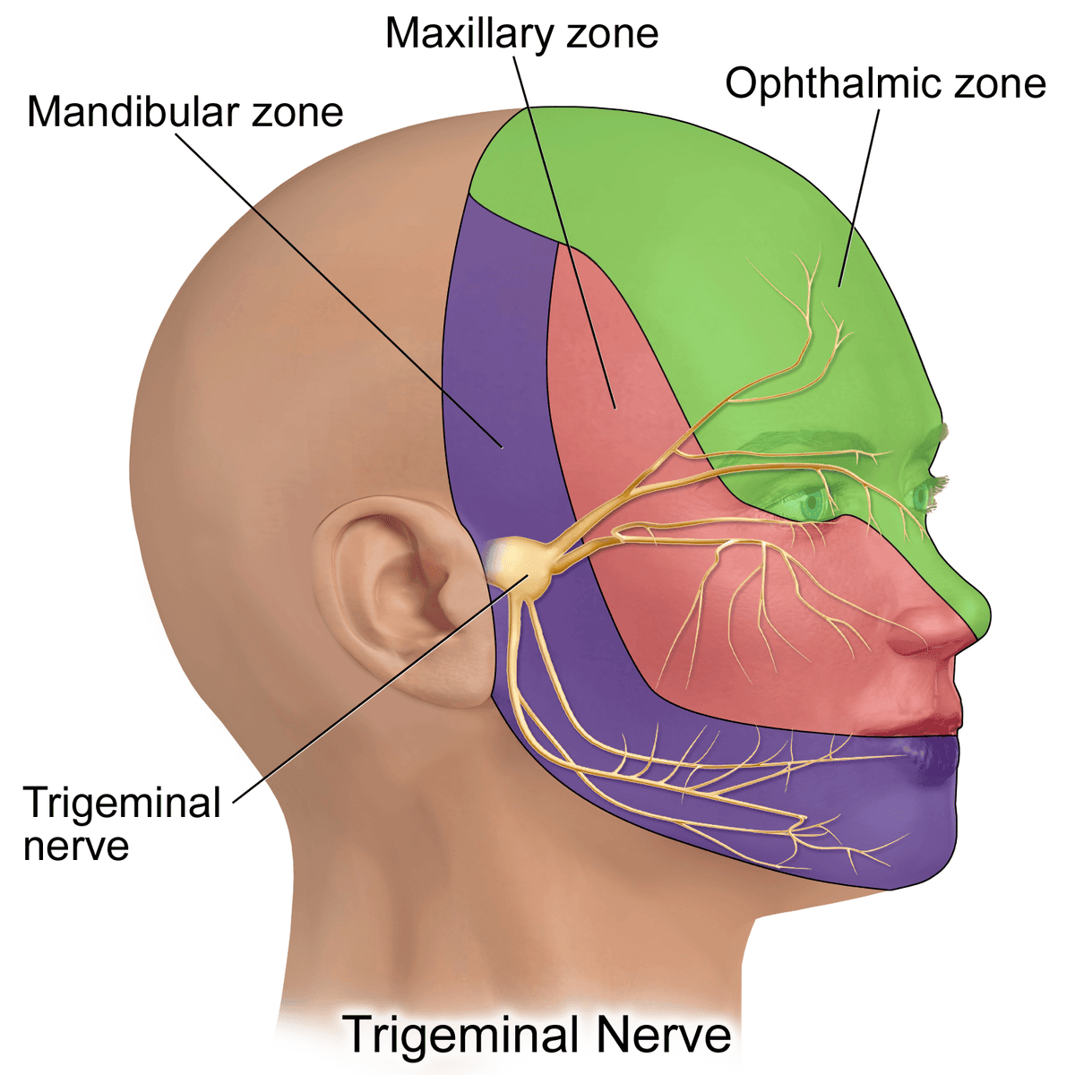Trigeminal Nerve Senosory Innervation SimpleMed