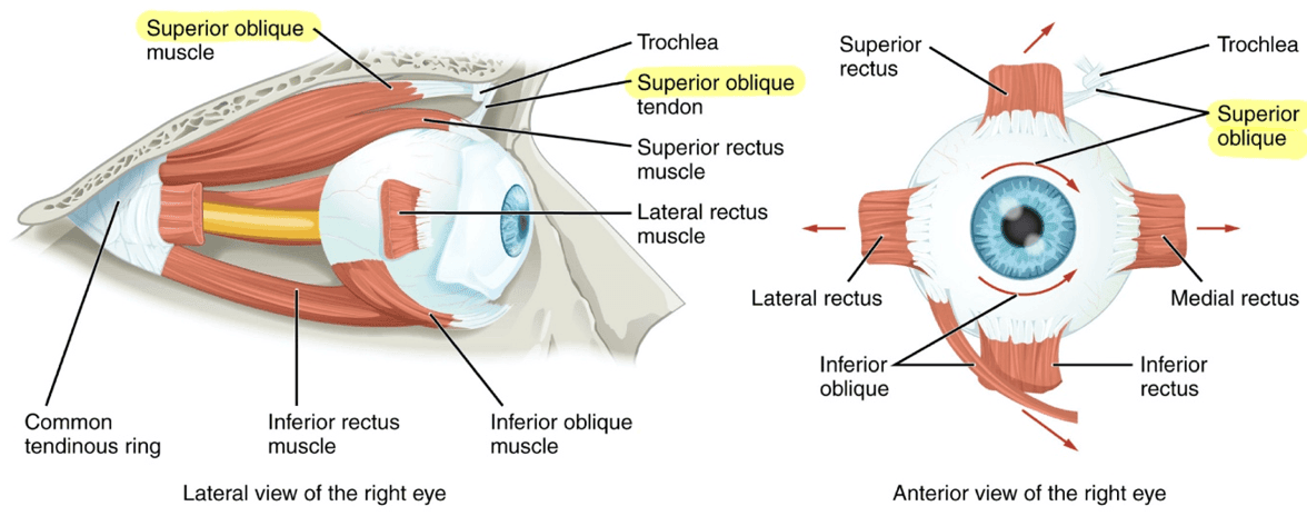 Trochlear Nerve Muscles SimpleMed