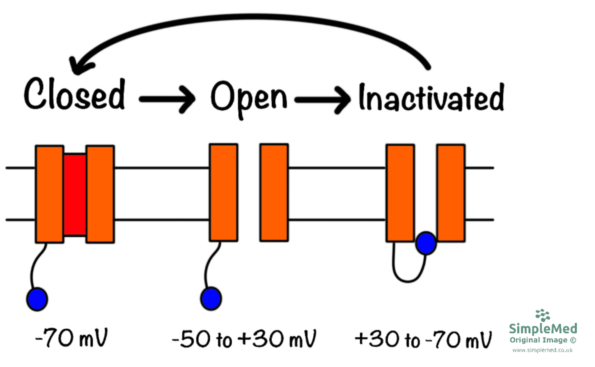 Voltage Gated Sodium Channel States SimpleMed