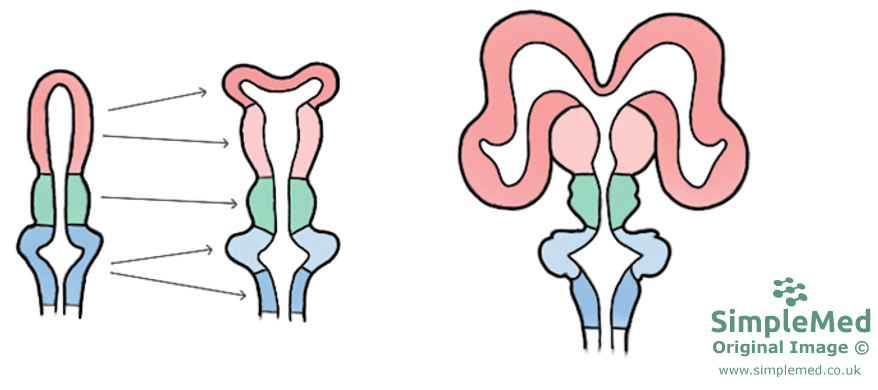 The Formation of the Ventricles SimpleMed The Formation of the Ventricles SimpleMed